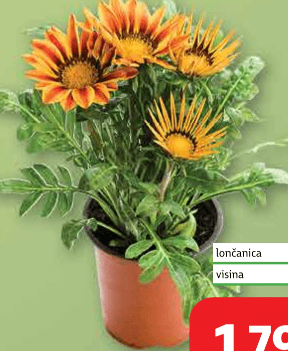 Gazanija lončanica Ø 10 cm, visina 20 cm - Akcija u trgovini Plodine