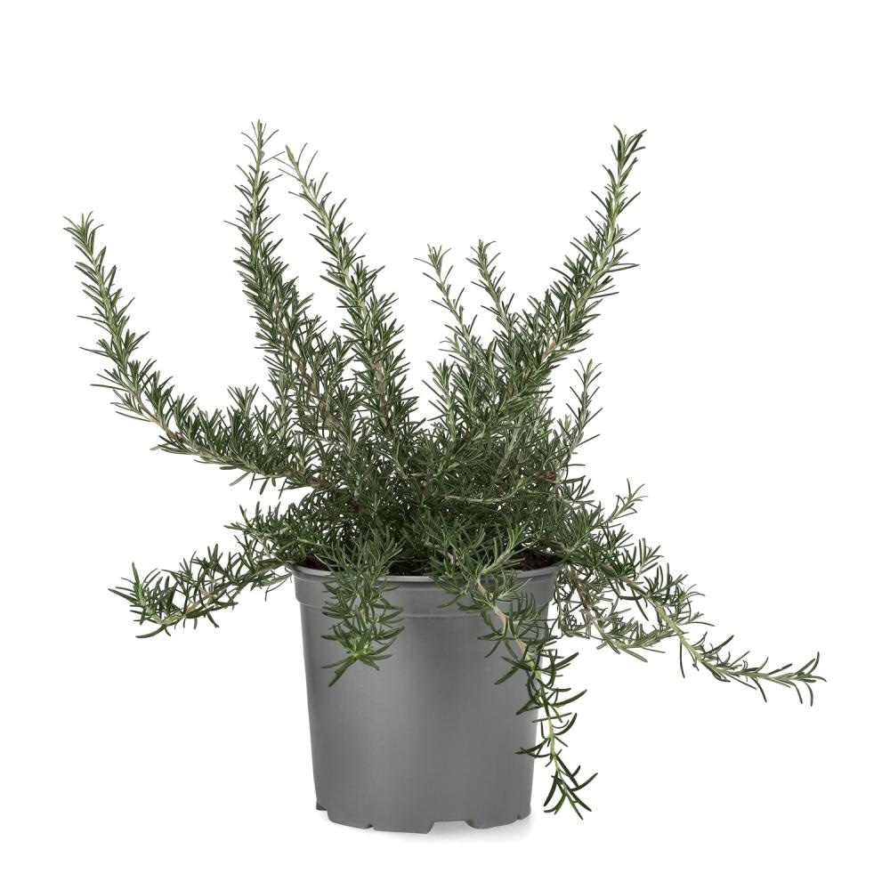 Rosmarinus Offic. Prostratus Ø14 - Akcija u trgovini Merkury