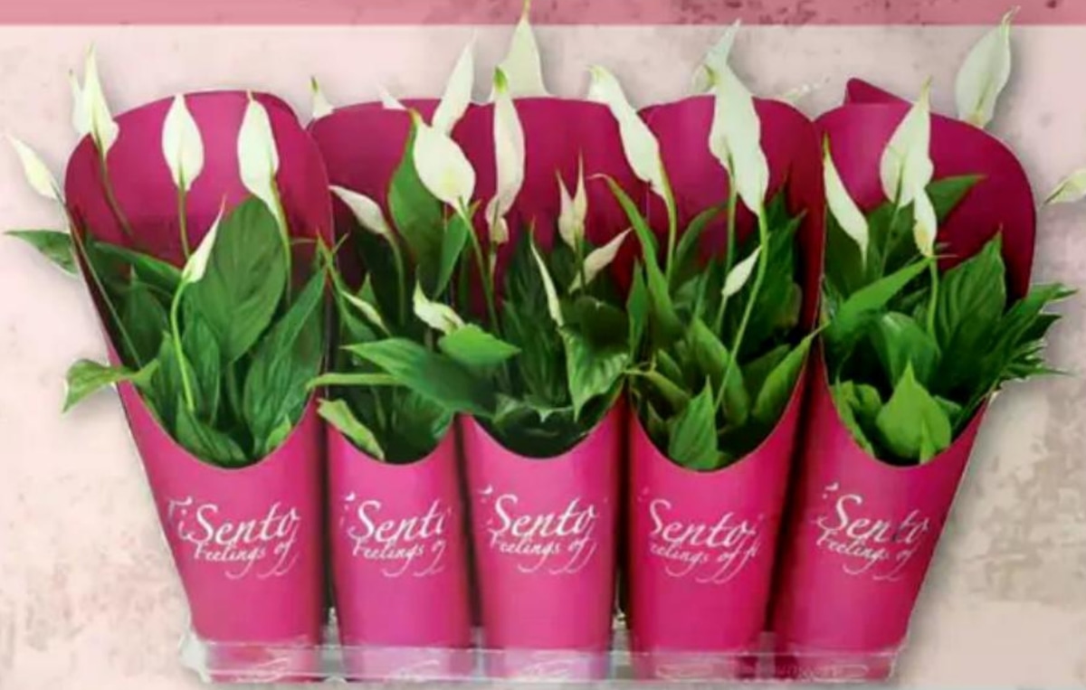 Spatifilijum Sento - Akcija u trgovini Plodine