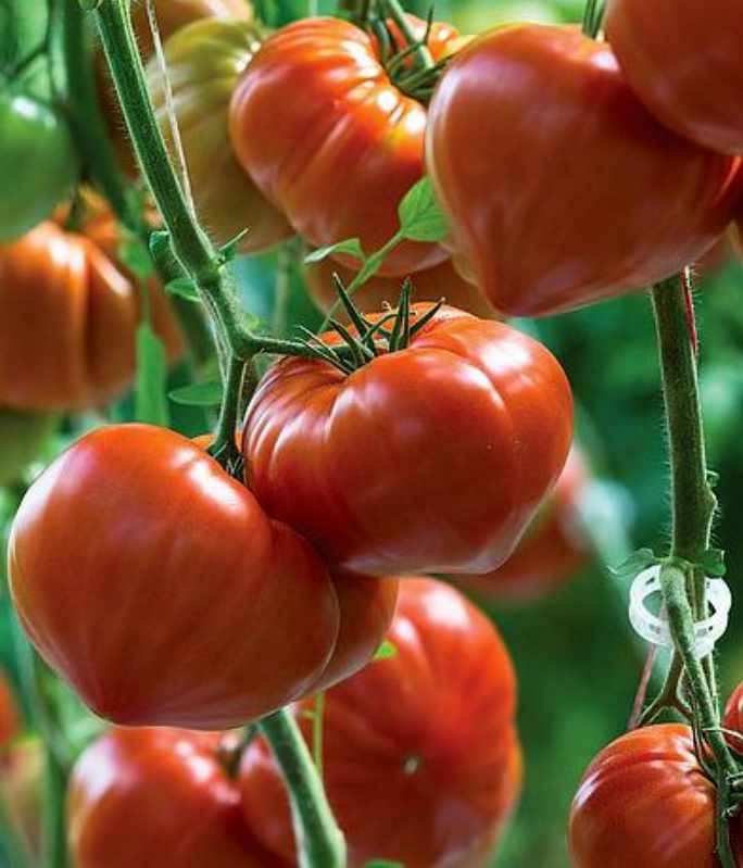 Rajčica 'Gourmandia' Volmary - Akcija u trgovini Bauhaus