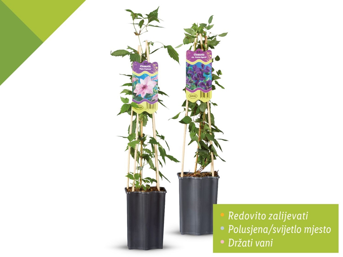 Clematis 50-70 cm - Akcija u trgovini Vinkoprom