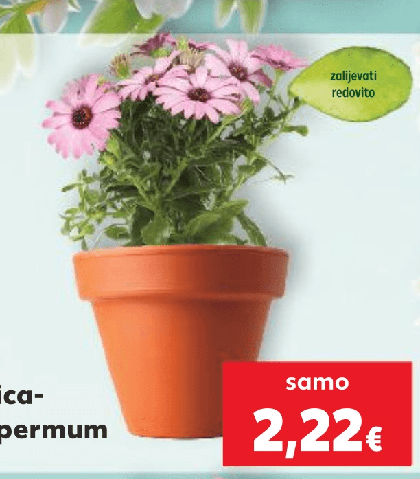 Afrička tratinčica-Osteospermum komad - Akcija u trgovini Kaufland