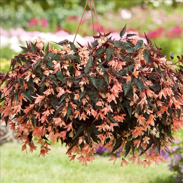 Volmary Begonija 'Bellavista Dark Leaf Salmon' - Akcija u trgovini Bauhaus