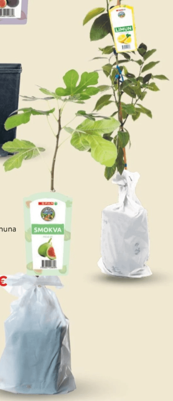 SPAR Sadnica smokve ili limuna 1 kom - Akcija u trgovini Interspar