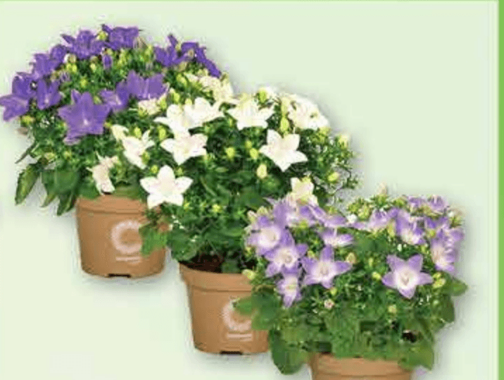 Zvončić 1 komad - Akcija u trgovini Plodine