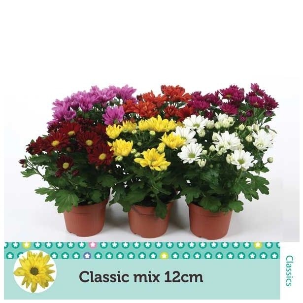 Krizantema mix promjera 12 cm Akcija u trgovini KTC