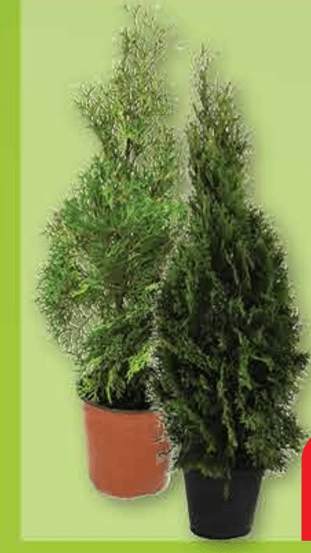 Thuja smaragd lončanica Ø 19 cm, visina 0 cm - Akcija u trgovini Plodine