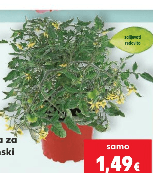 Rajčica za balkonski uzgoj komad - Akcija u trgovini Kaufland
