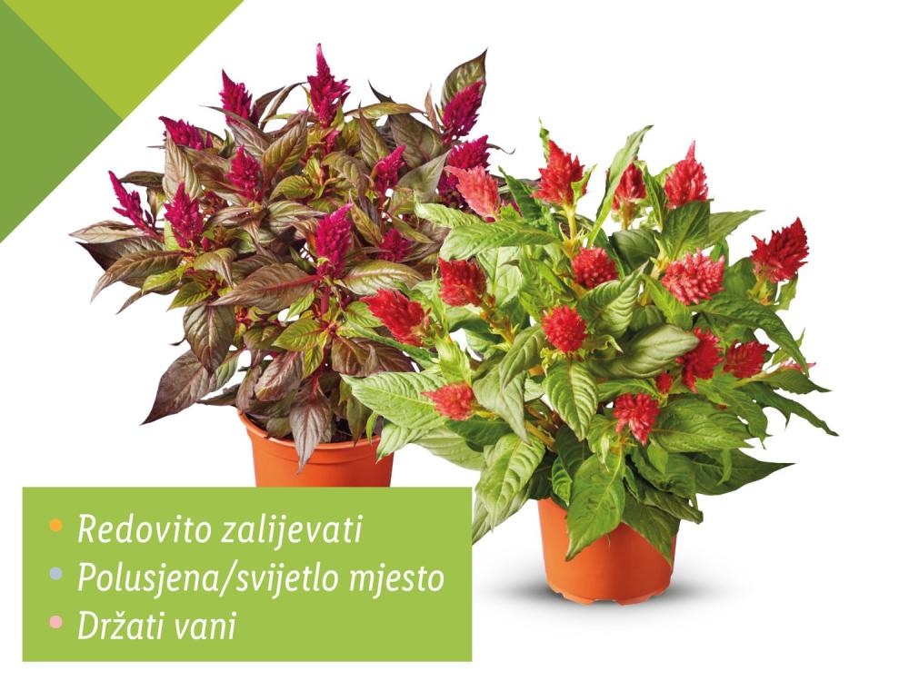 Celozija - Akcija u trgovini Lidl