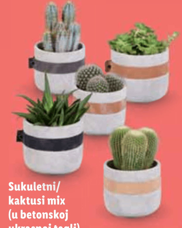 Sukulentni/kaktusi mix - Akcija u trgovini Lidl