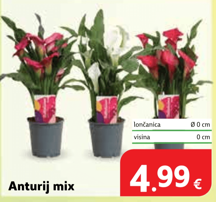 Anturij mix lončanica Ø 0 cm, visina 0 cm - Akcija u trgovini Plodine