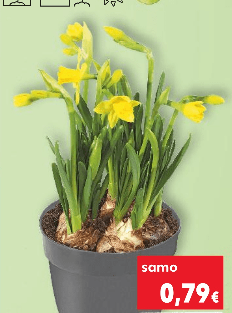 Narcise 1 komad - Akcija u trgovini Kaufland