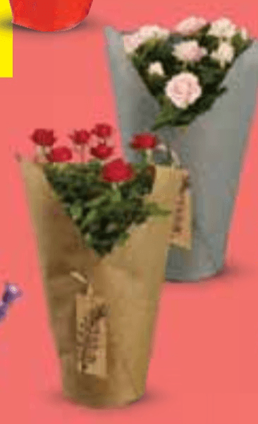 Ruža lončanica - Akcija u trgovini Lidl