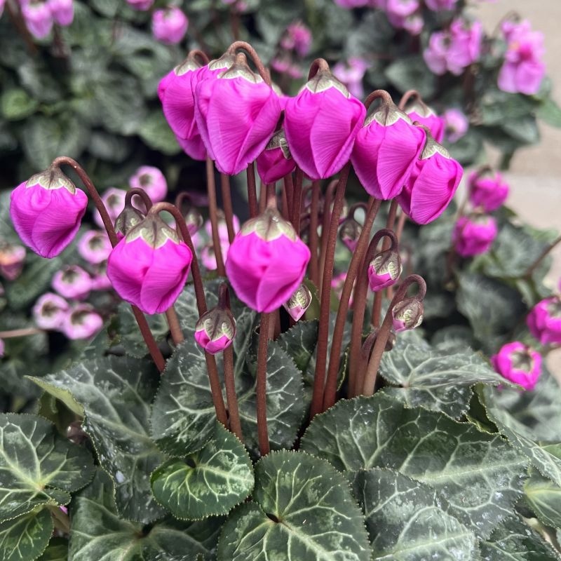 Ciklama Windbell - Akcija u trgovini Plodine