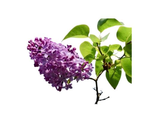 Sadnica jorgovana - Akcija u trgovini Plodine