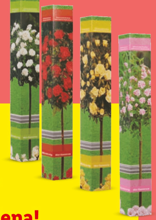 Ruža stablašica - Akcija u trgovini Lidl