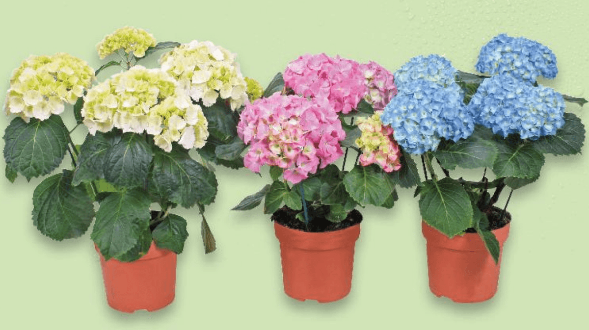 Hortenzija 1 komad - Akcija u trgovini Kaufland