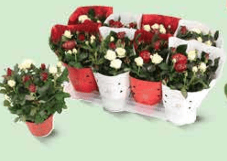 Duo ruža Xmas - Akcija u trgovini Plodine