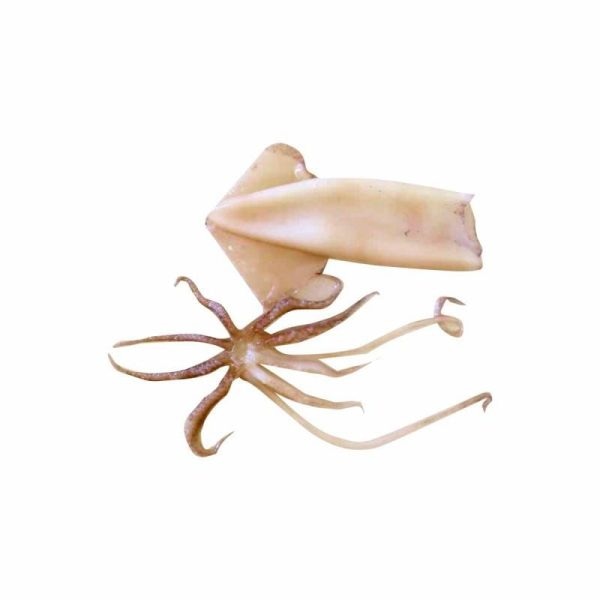 Lignja indijska kolut i krak 1 kg - Akcija u trgovini Kaufland