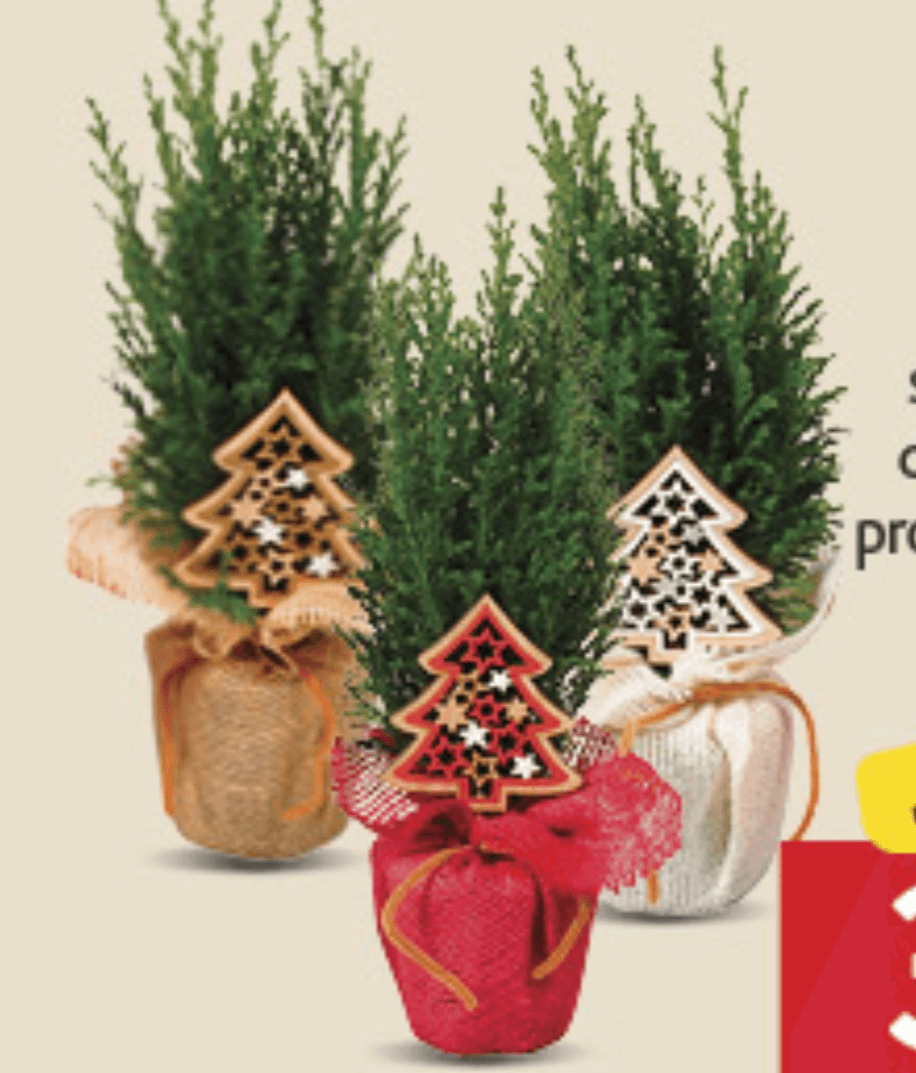 Božićno drvce - Akcija u trgovini Konzum