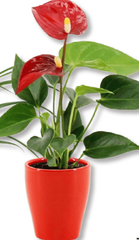 Anturij T6 - Akcija u trgovini Bauhaus