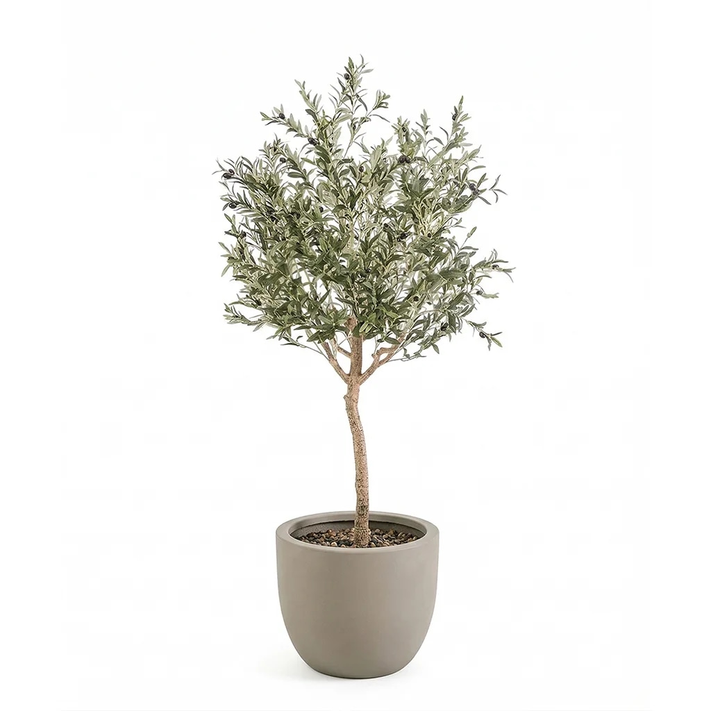 Stablo ukrasne masline 1 komad - Akcija u trgovini Kaufland