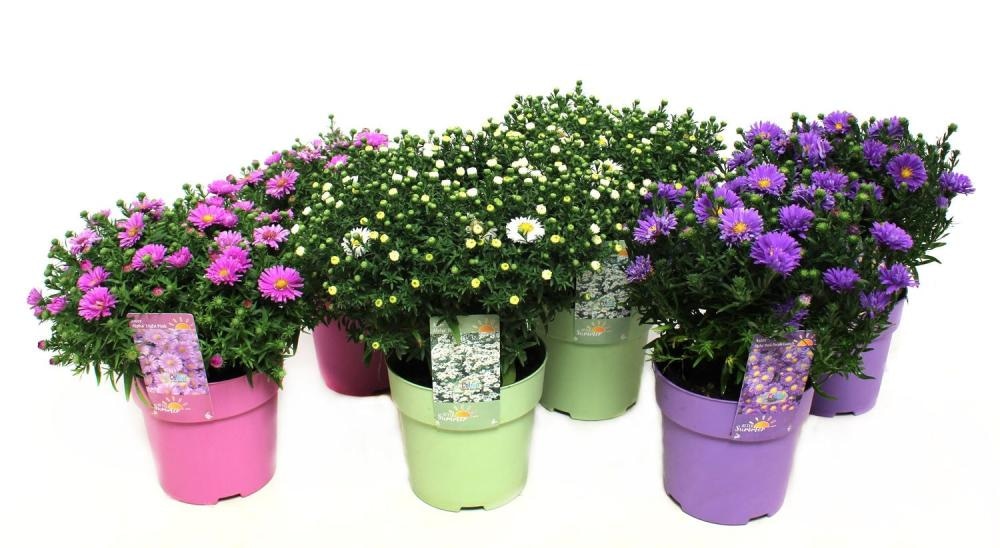 Aster Mix 1 kom - Akcija u trgovini Konzum