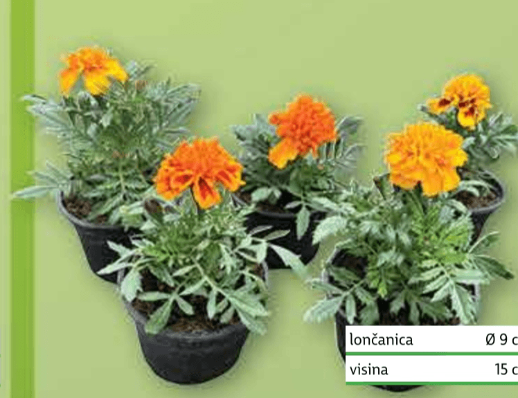 Kadifa lončanica Ø 9 cm, visina 15 cm - Akcija u trgovini Plodine