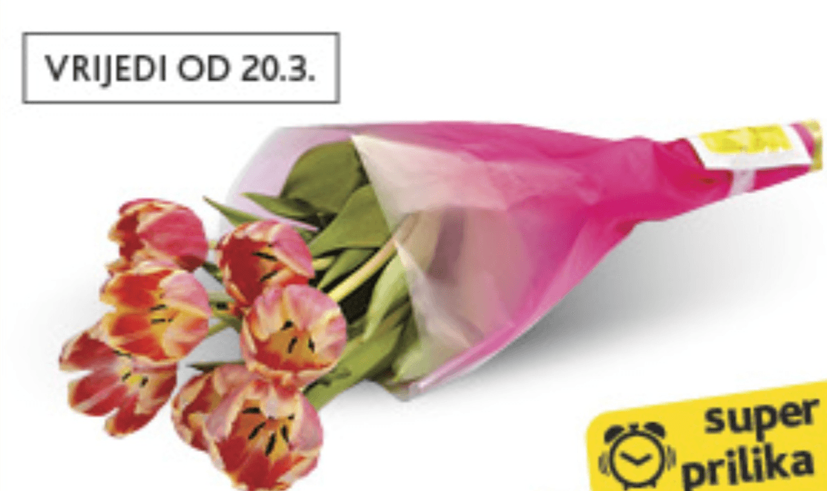 Buket 7 tulipana - Akcija u trgovini Konzum