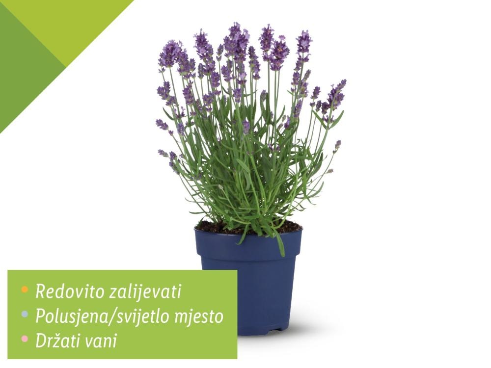 Lavanda angustifolia Visina: cca 35 cm, Promjer: cca 12 cm Akcija u trgovini Lidl