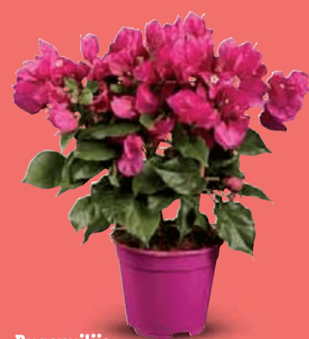 Bugenvilija - Akcija u trgovini Lidl