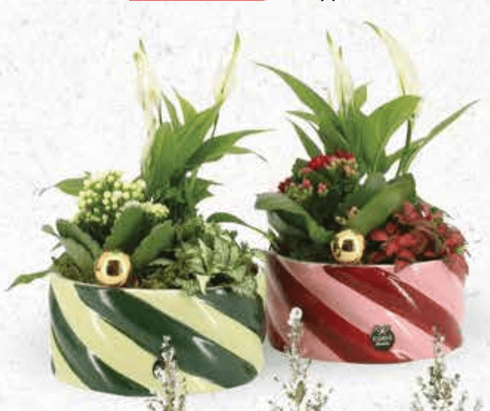 Božićni aranžman lončanica Ø 17 cm, visina 27 cm - Akcija u trgovini Plodine