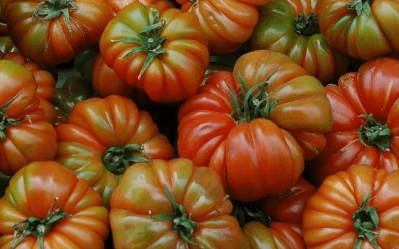 Rajčica 'Marsala Red' Volmary - Akcija u trgovini Bauhaus