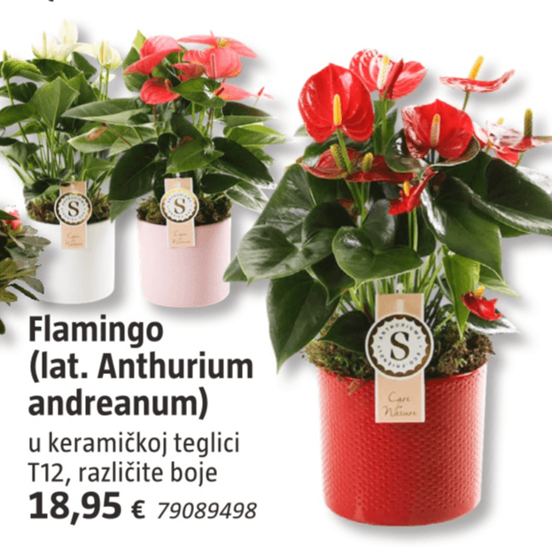 Flamingo T12 - Akcija u trgovini Bauhaus