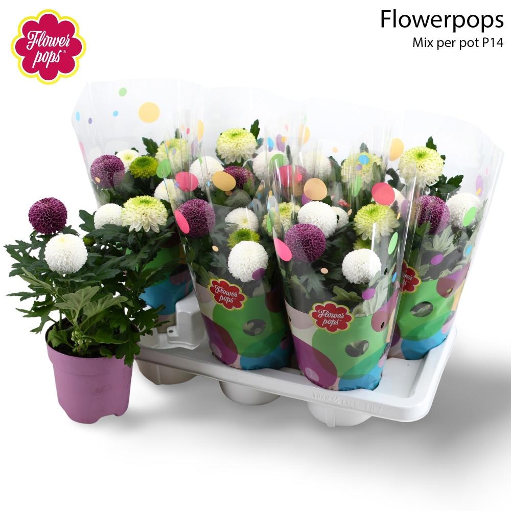 Flowerpops Mix - Akcija u trgovini Plodine