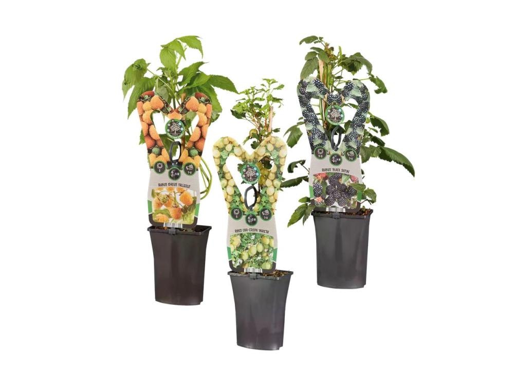 Grm bobičastog voća - Akcija u trgovini Lidl