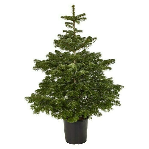Nordijska jela visina 100-125 cm - Akcija u trgovini Bauhaus