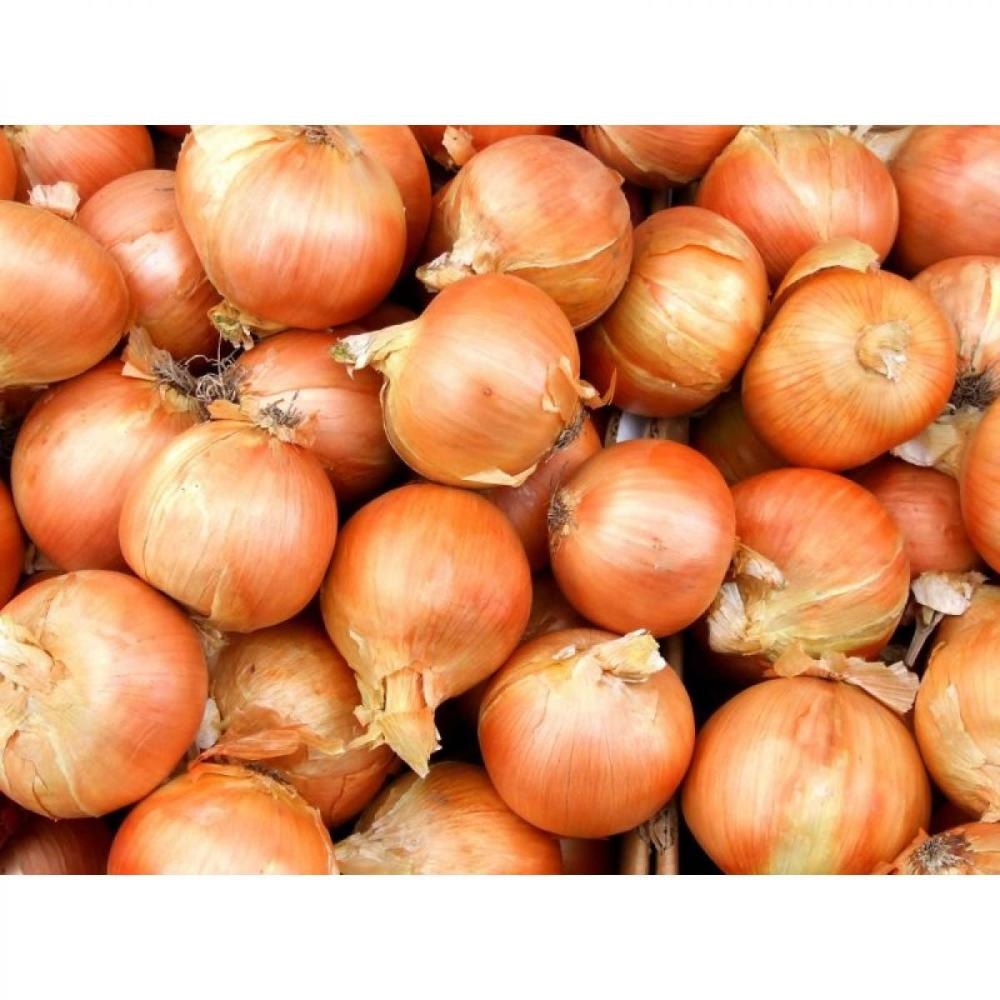 Lučica Holandska žuta - Akcija u trgovini Plodine