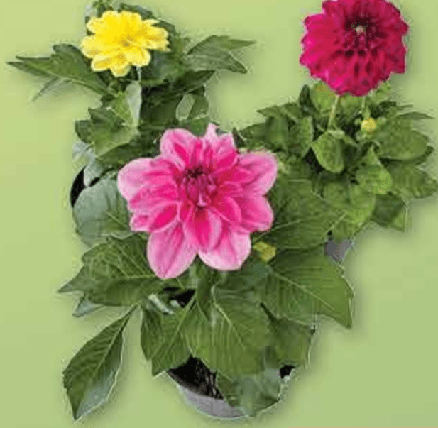 Dalija lončanica Ø 10 cm, visina 20 cm - Akcija u trgovini Plodine