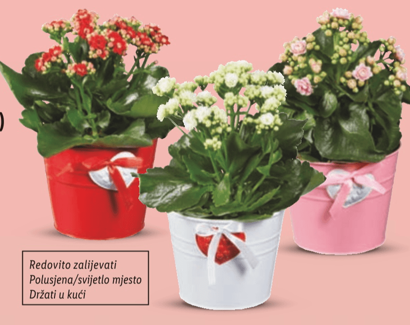 Kalanhoa Komad - Akcija u trgovini Lidl