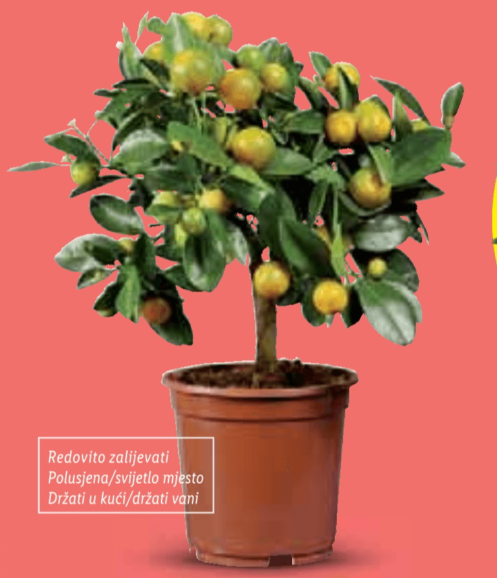 Biljka citrus mix Komad - Akcija u trgovini Lidl