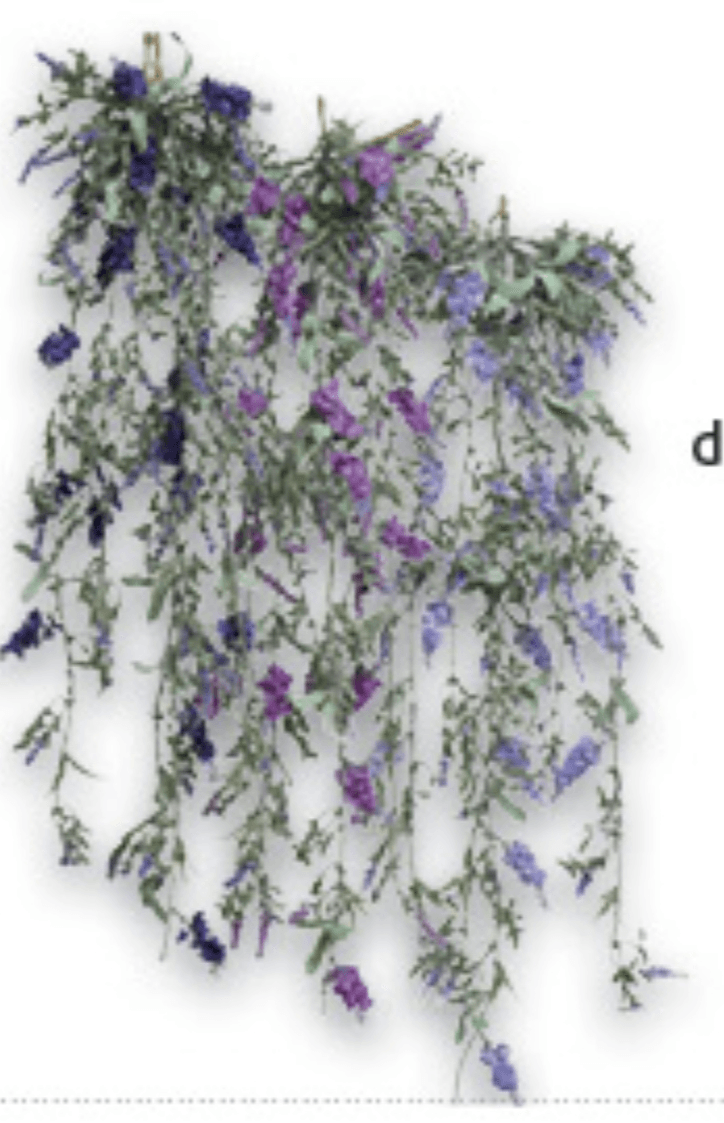 Lavanda - Akcija u trgovini Konzum