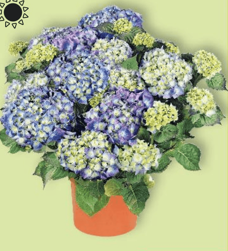 Hortenzija u tegli promjera 20 cm - Akcija u trgovini Kaufland