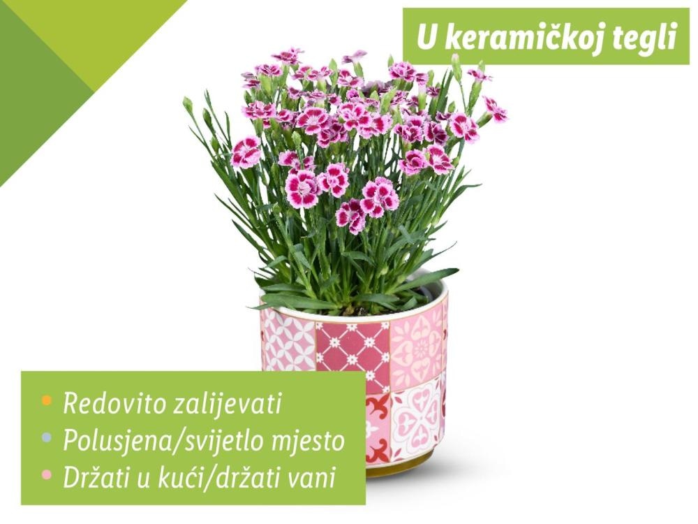 Karanfil dianthus 'Pink Kisses' - Akcija u trgovini Lidl