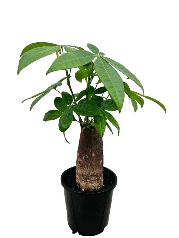 Pachira Aquatica 1 kom - Akcija u trgovini Interspar