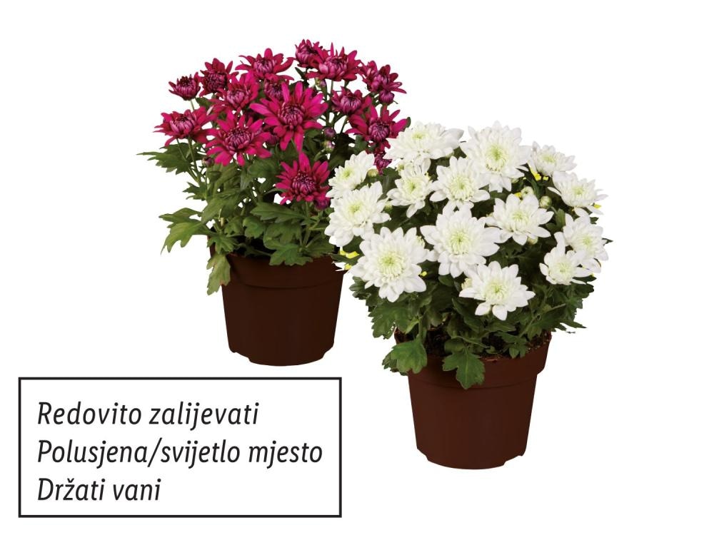 Krizantema tajmovka Akcija u trgovini Lidl