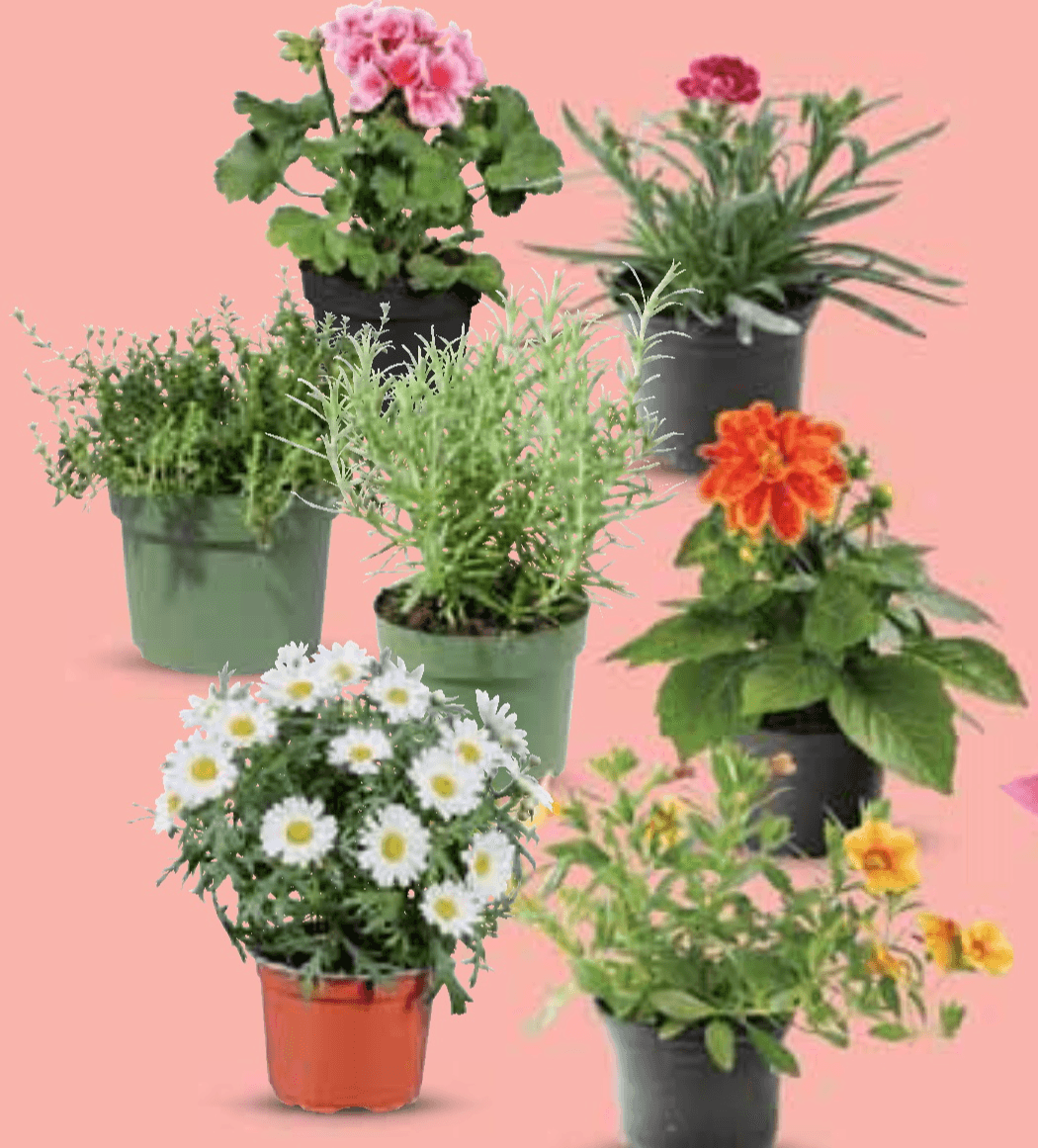 Dalija, pelargonija zonale, milijun zvončića, karanfil dianthus, ivančica ili aromatično bilje - Akcija u trgovini Lidl