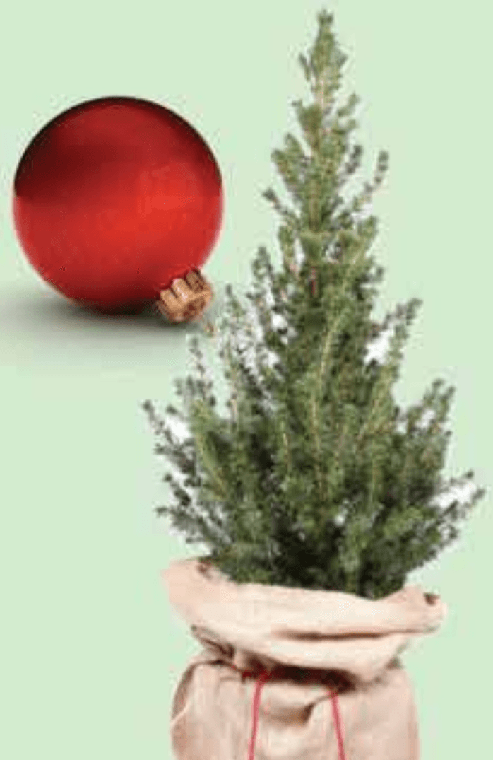 Božićno drvce - Akcija u trgovini Plodine