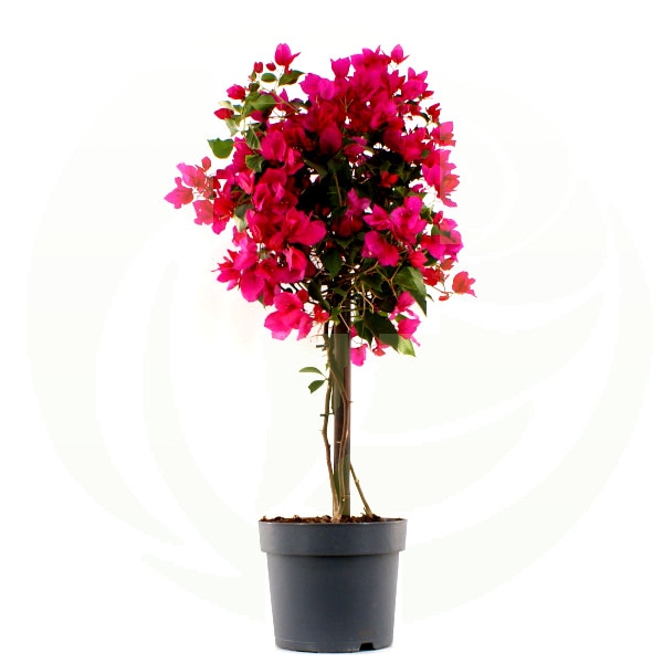 Bugenvilija - Akcija u trgovini Lidl