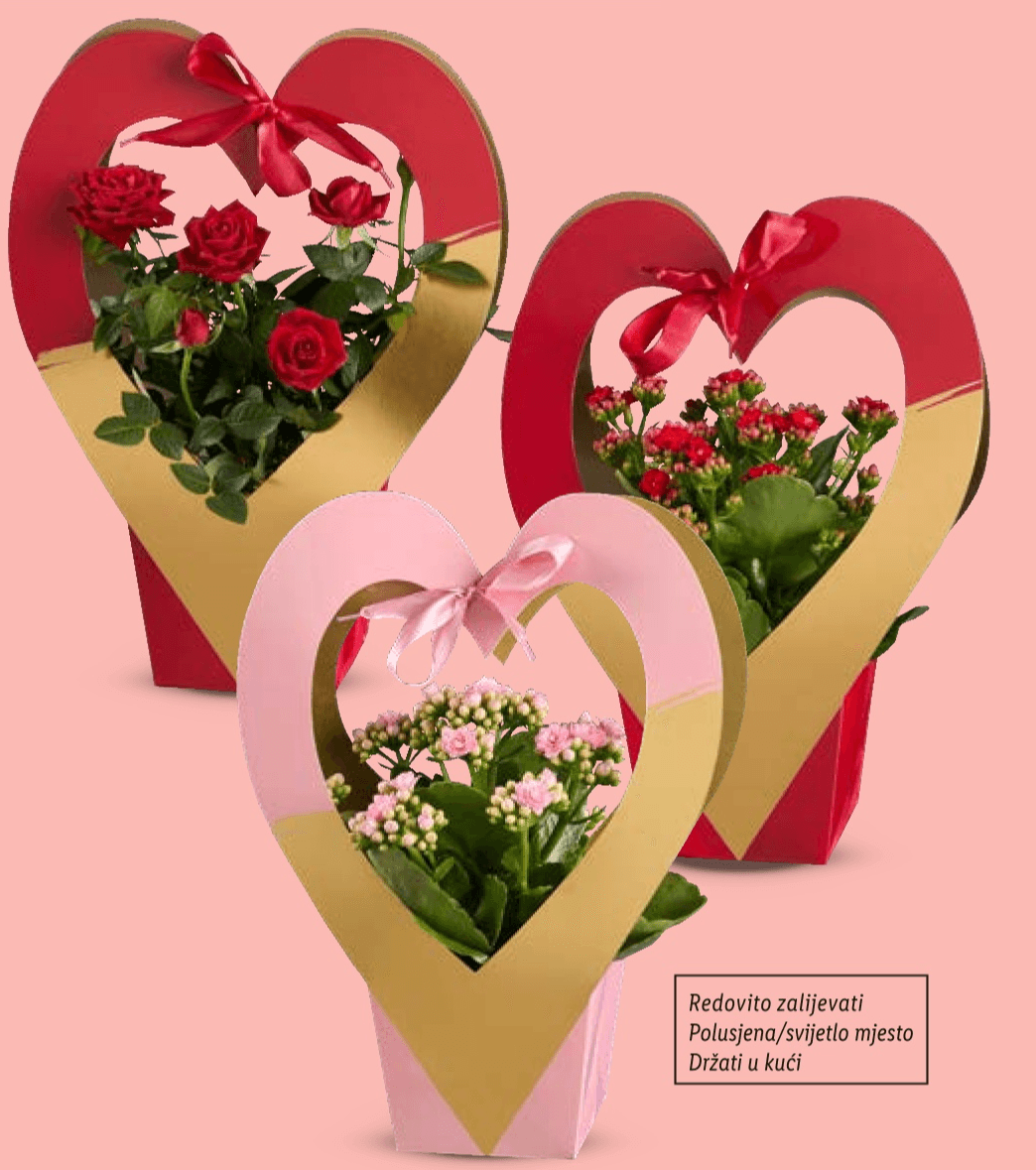 Ruža lončanica ili Kalanhoa Komad - Akcija u trgovini Lidl